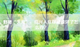 野猪“失宠”，绍兴人庄稼被破坏了怎么办？